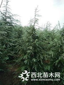 山东雪松2米3米3.5米的雪松产地价格是多少