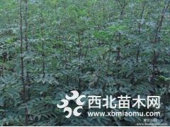 大红袍花椒树苗价格 大红袍花椒小苗价格 1年大红袍花椒苗