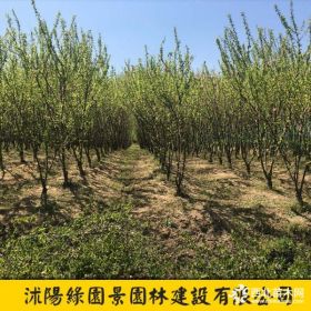 绿园景地径2~10公分丛生榆叶梅价格 丛生榆叶梅报价表