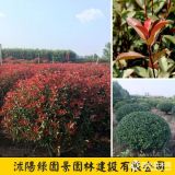 綠園景P30~300公分紅葉石楠球價格 紅葉石楠球報價表