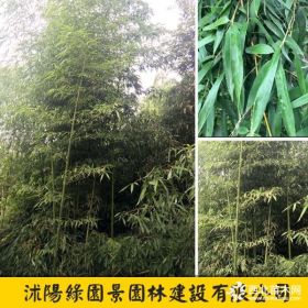 綠園景徑粗1~5公分剛竹價格 剛竹報價表