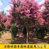 綠園景地徑2~15公分紅花紫薇價格 紅花紫薇樹報價表