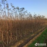 矮化苹果苗出售 矮化苹果苗基地 矮化苹果苗什么价格