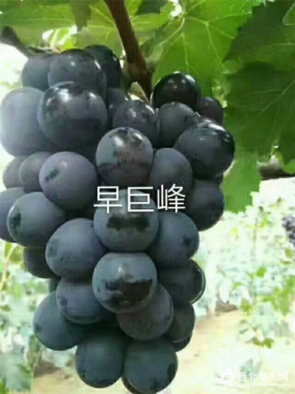 葡萄苗