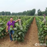 什么葡萄苗品种好 葡萄苗多少钱 葡萄苗销售行情