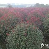 精修1米2紅葉石楠球價(jià)格行情