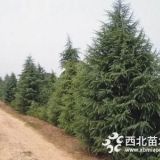 精品雪松裝車價格報價