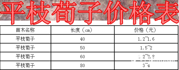 平枝荀子基地，平枝荀子产地，供应: