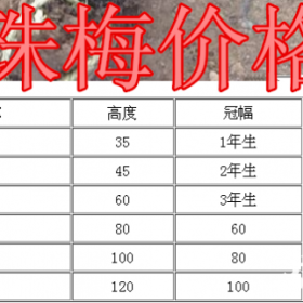 珍珠梅基地，珍珠梅产地，供应：冠幅0.3-1.2米