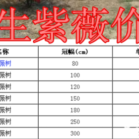 丛生紫薇基地，丛生紫薇产地，供应：冠幅1米-3米冠幅