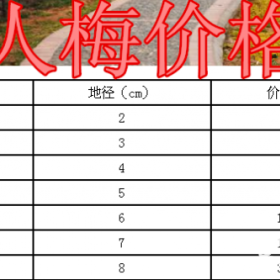 美人梅基地，美人梅产地，供应：2-15公分美人梅