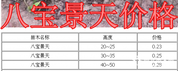 八宝景天基地，八宝景天产地，海量供应20-35高八宝景天苗