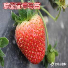 桃樹(shù)苗批發(fā)_蘋果苗批發(fā)_草莓苗批發(fā)