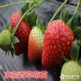 草莓苗品種價(jià)格0.5元_冠幅12公分_草莓苗品種價(jià)格表