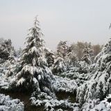 雪松樹苗產(chǎn)地 安徽雪松 雪松多少錢一棵 雪松小苗價(jià)格