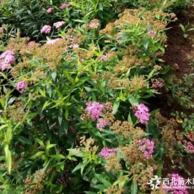 金焰绣线菊基地，金焰绣线菊产地，供应：30-50高