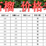 果石榴基地，石榴基地，供應(yīng)：2-15公分石榴樹(shù)