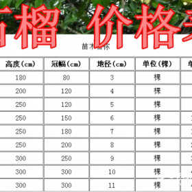 果石榴基地，石榴基地，供应：2-15公分石榴树