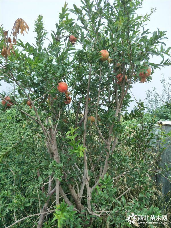 泰山紅石榴