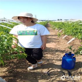 蟠桃毛桃原生桃苗價(jià)格多少,山東大型蟠桃苗基地,一畝地種多少棵