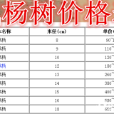 枫杨树基地，枫杨树产地，供应：2-25公分枫杨树