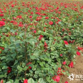 丰花月季基地、产地，供应：30-1米高，冠30-40公分