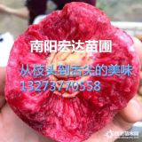 南陽桃樹苗 桃樹苗批發(fā)價(jià)格是多少 河南桃樹苗品種基地