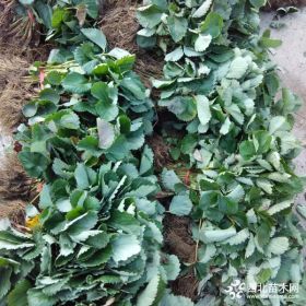 奶油草莓苗哪能买到奶油草莓苗品种价格奶油草莓苗基地