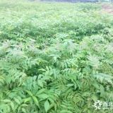 江西供应木荷小苗，木荷价格批发，之健康摇钱树