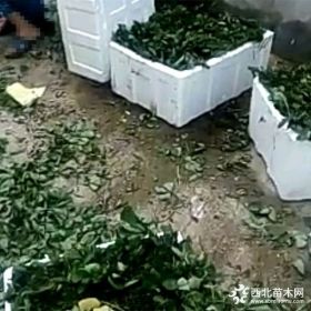 草莓苗品种草莓苗品种在哪能买到