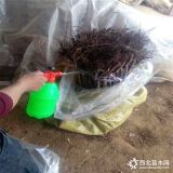 核桃苗什么品种好 核桃苗多少钱 核桃苗木价格