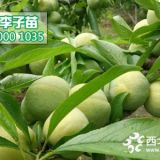 湖北青脆李子苗 2018湖北青脆李苗價(jià)格行情