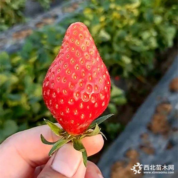 章姬草莓苗什么樣