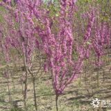 河北定州美林苗圃紫荊小苗價(jià)格 每棵0.6元