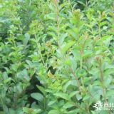 河北定州紫薇籽播小苗价格 每棵0.5元