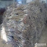 一亩栽多少棵核桃苗 核桃苗品种 8518核桃苗种植