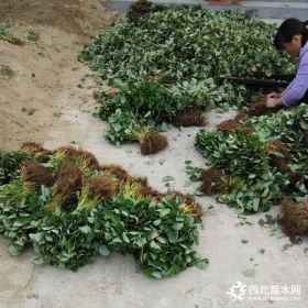 奶油草莓苗哪里有 奶油草莓苗价格|多少钱一棵 奶油草莓介绍