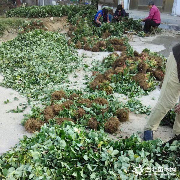 奶油草莓苗亩产值