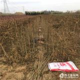 红油香椿苗多少钱 红油香椿苗出售基地