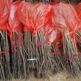 大紅袍花椒苗 2年、3年大紅袍花椒苗多少錢(qián)