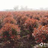 1米紅葉石楠球價格 紅葉石楠球基地批發(fā)