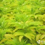 河北定州金葉接骨木扦插小苗價格 每棵0.8元