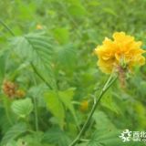 河北保定棣棠小苗價格 每棵0.4元