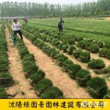 綠園景中華結(jié)縷草草坪基地 中華結(jié)縷草價格6.8元/平方米