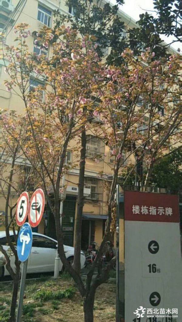 樱花