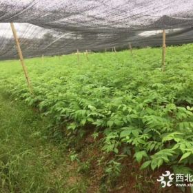 青钱柳小苗价格，青钱柳小苗基地直销