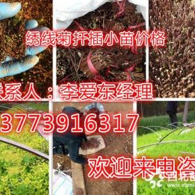 江苏省沭阳县绣线菊小苗价格