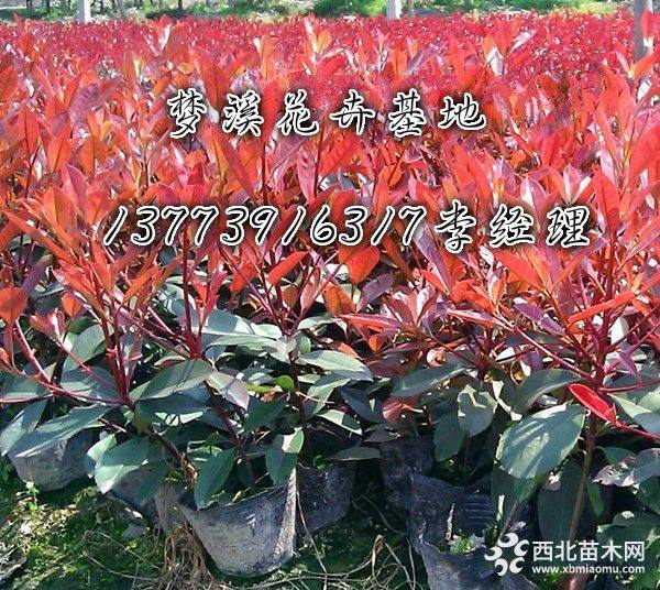 紅葉石楠價(jià)格