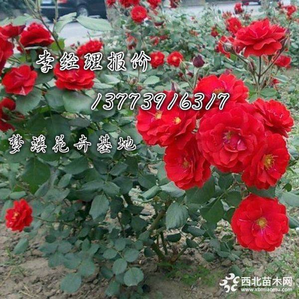 供應(yīng)豐花月季價(jià)格