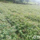 香椿小苗價格，香椿小苗基地直銷